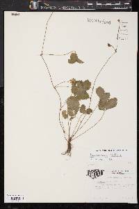 Potentilla indica image