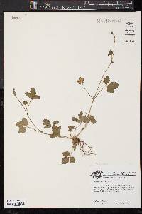 Potentilla indica image