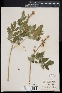 Actaea rubra image