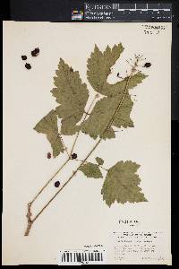 Actaea rubra image