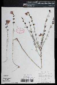 Agalinis obtusifolia image