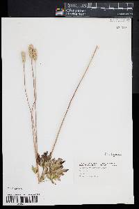 Anemone cylindrica image