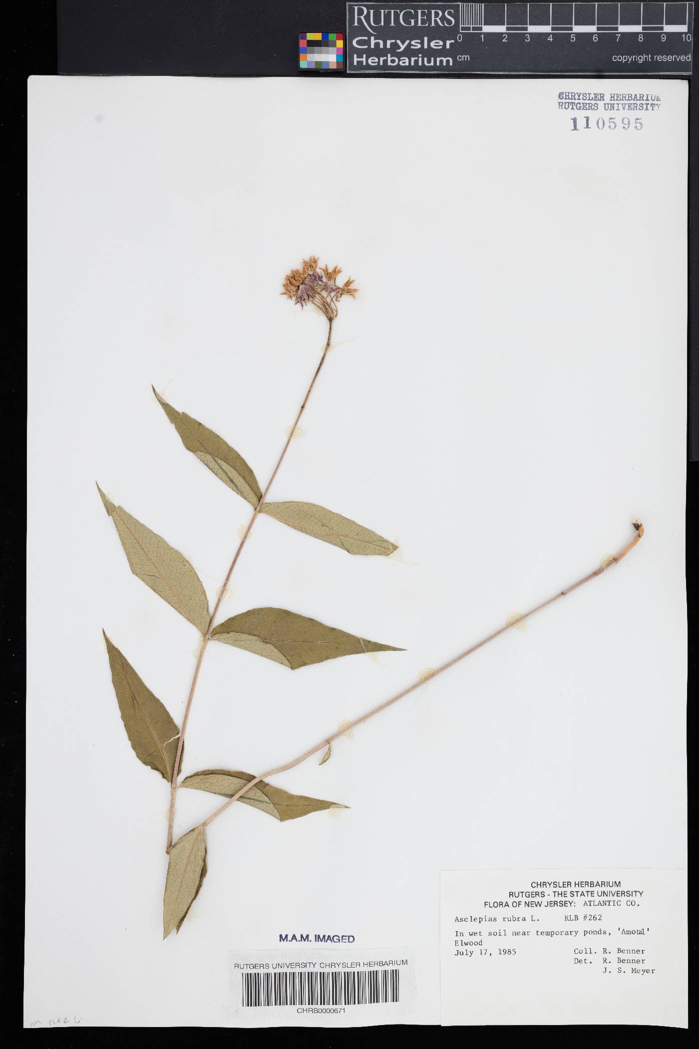 Asclepias rubra image