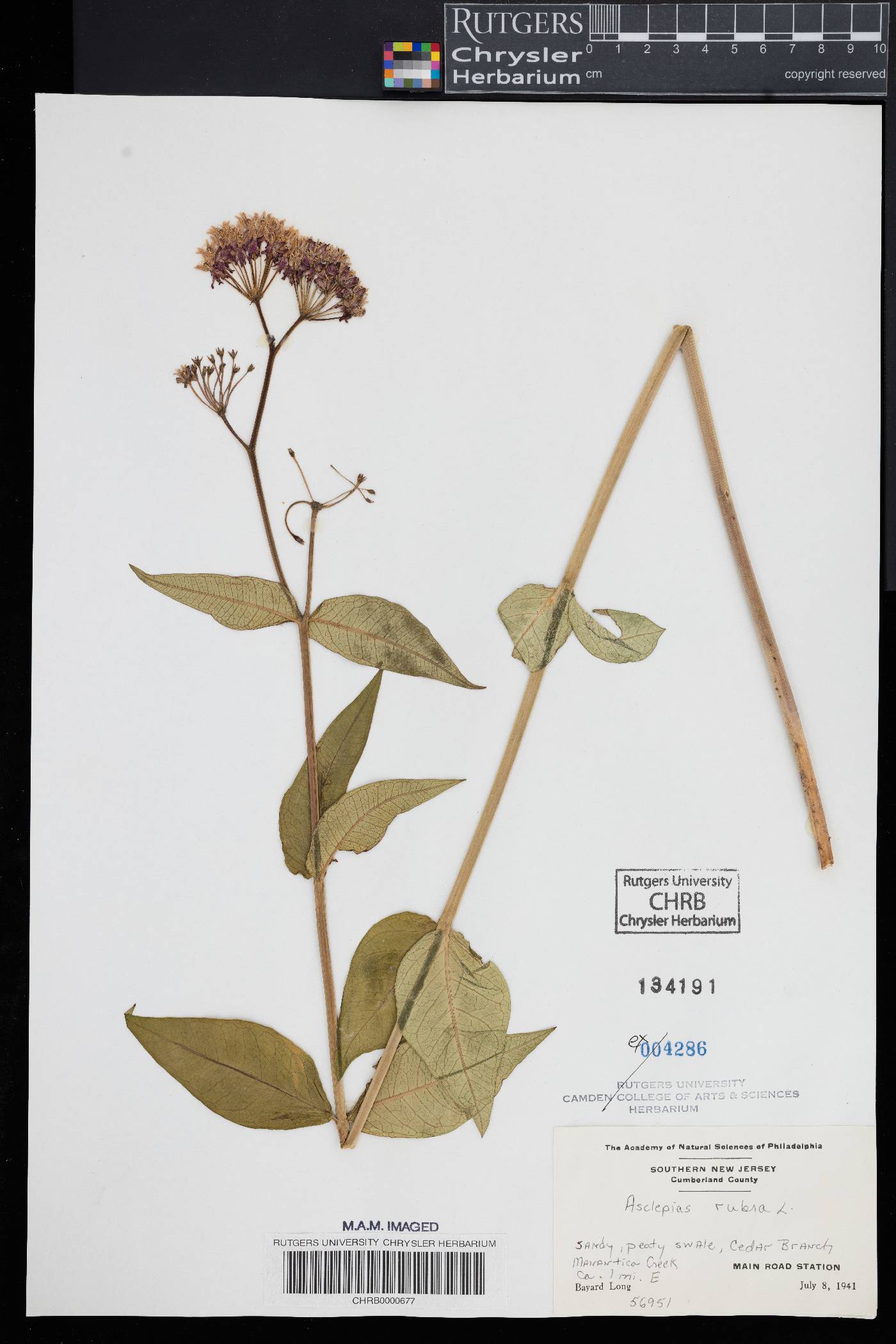 Asclepias rubra image