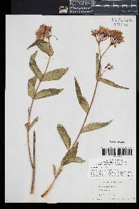 Asclepias rubra image