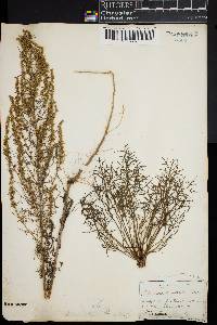 Artemisia campestris image