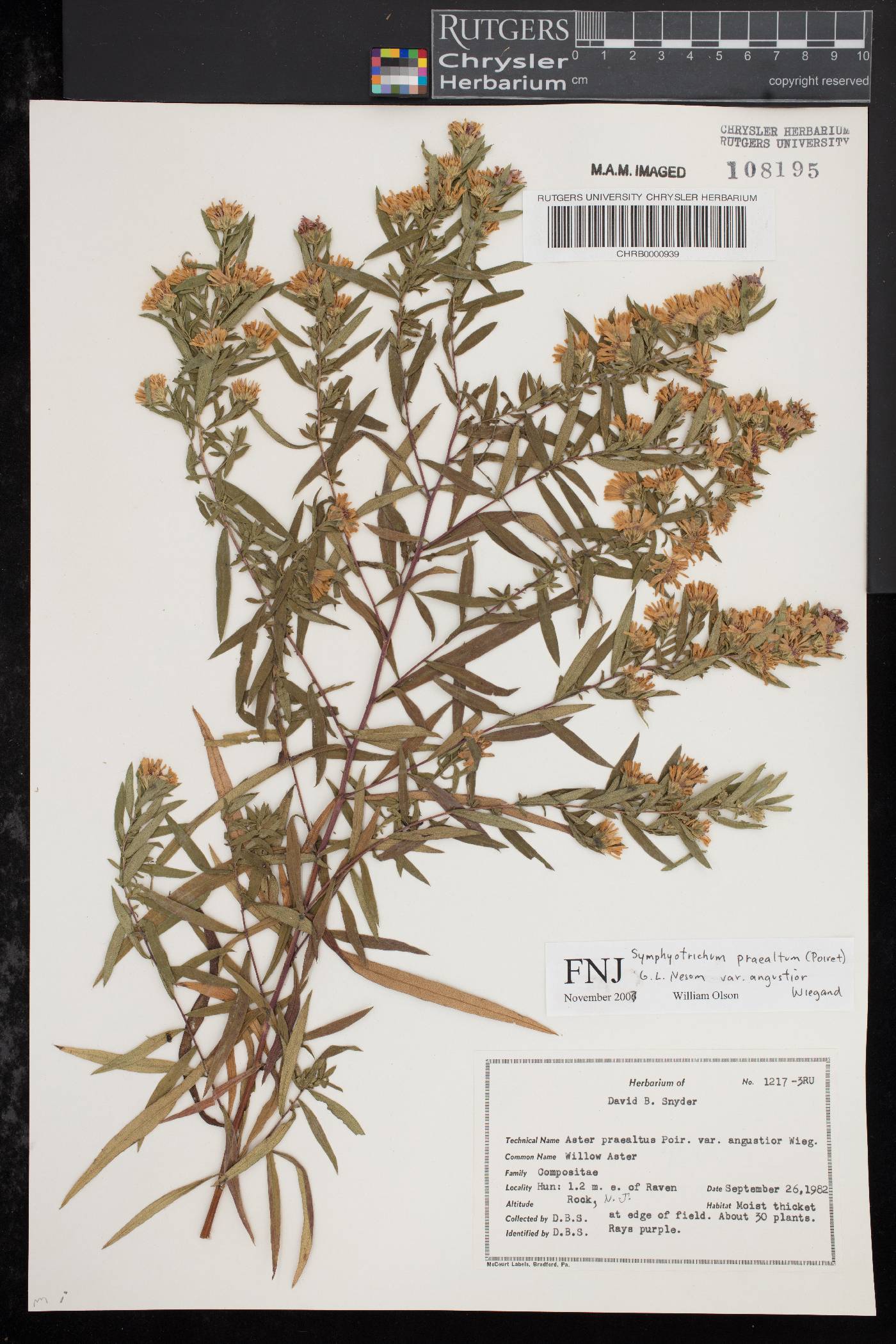 Symphyotrichum praealtum var. angustior image