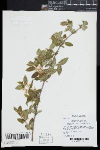 Lonicera morrowii image