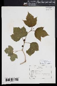 Viburnum opulus image