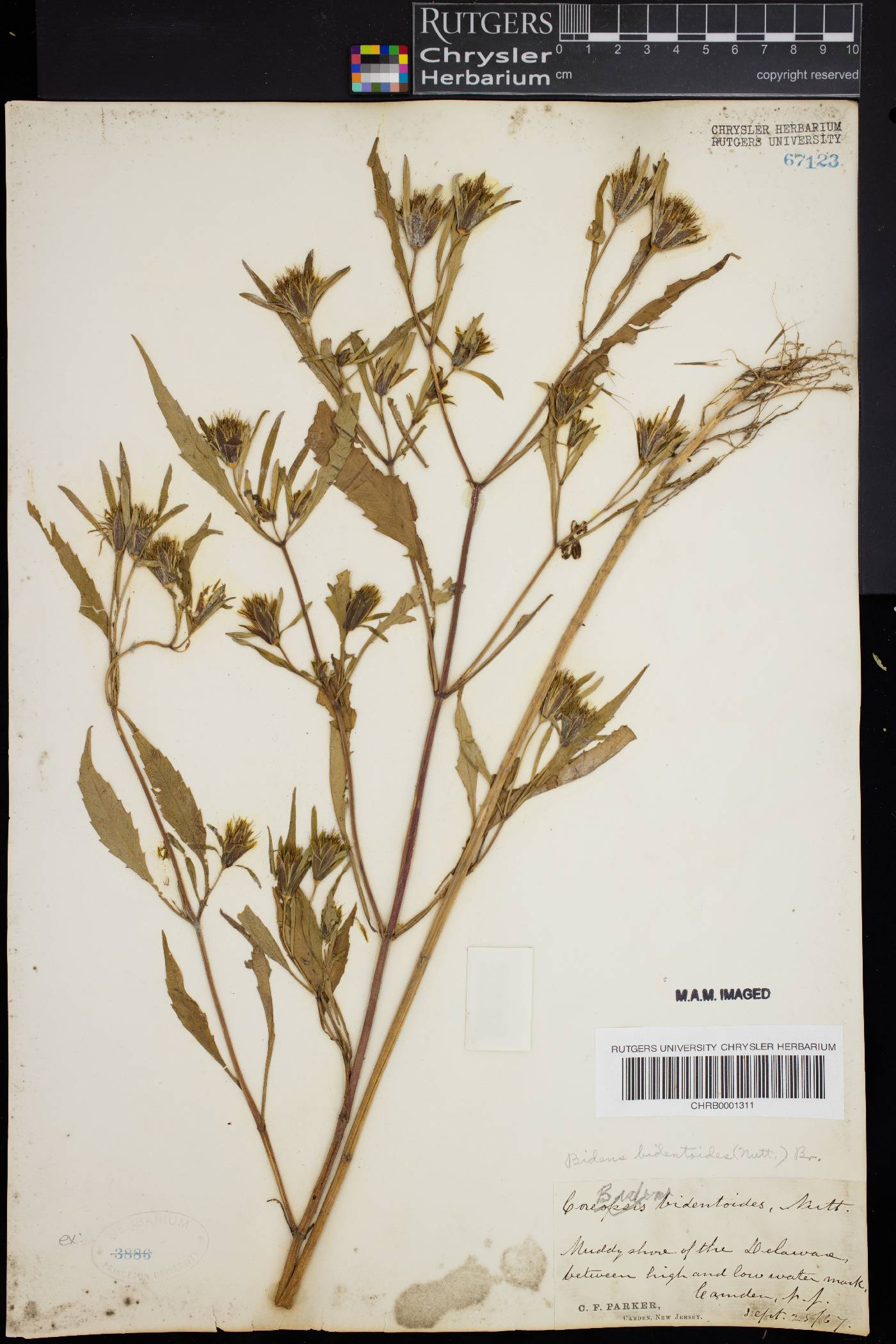 Bidens bidentoides image