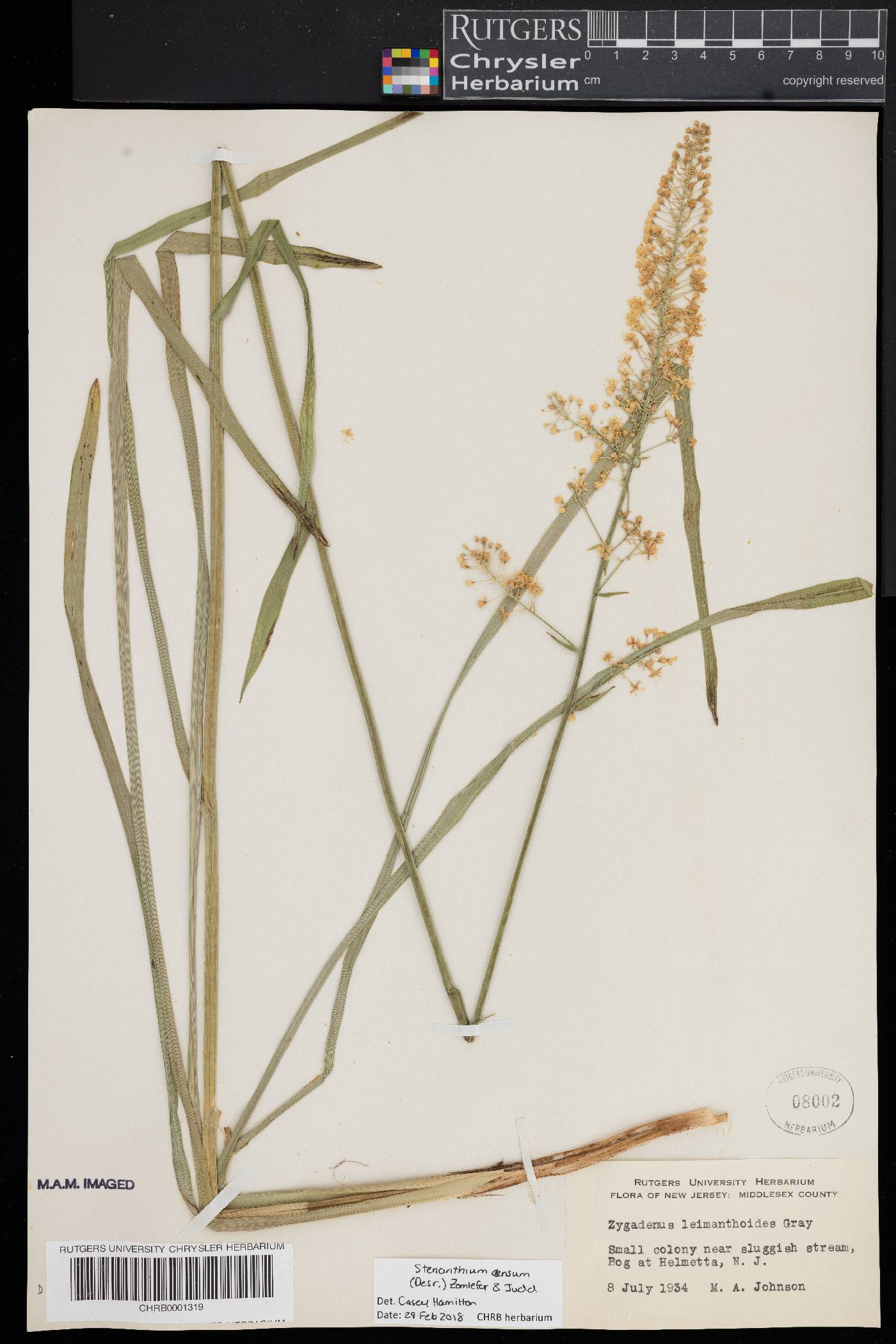 Stenanthium densum image
