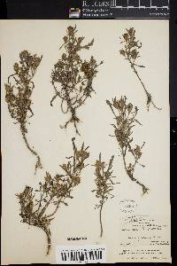 Bidens bidentoides image