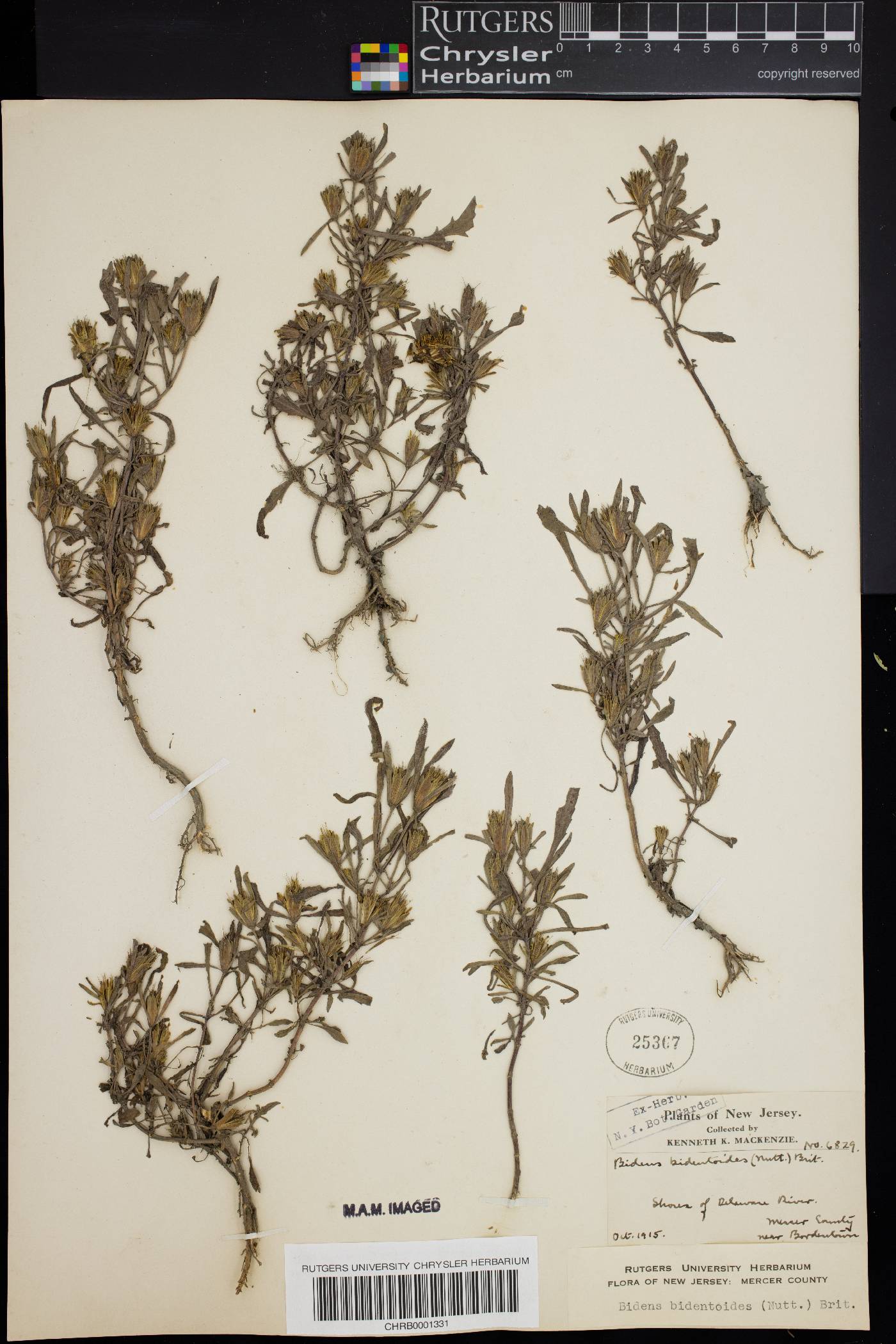 Bidens bidentoides image