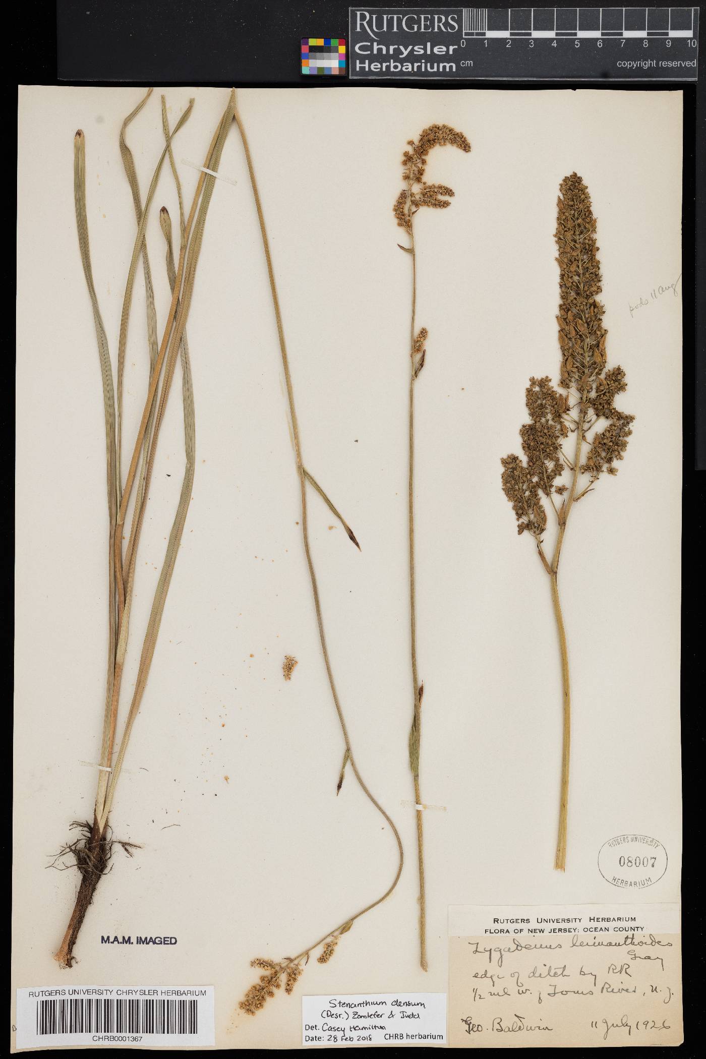 Stenanthium densum image