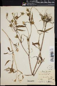 Bidens bidentoides image