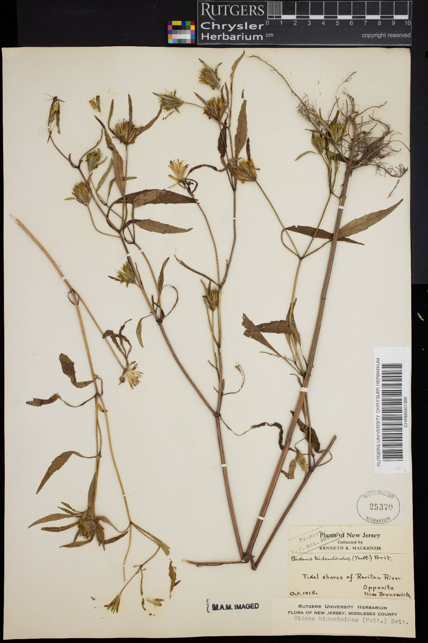 Bidens bidentoides image