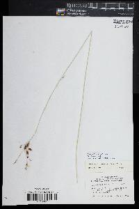 Fimbristylis thermalis image