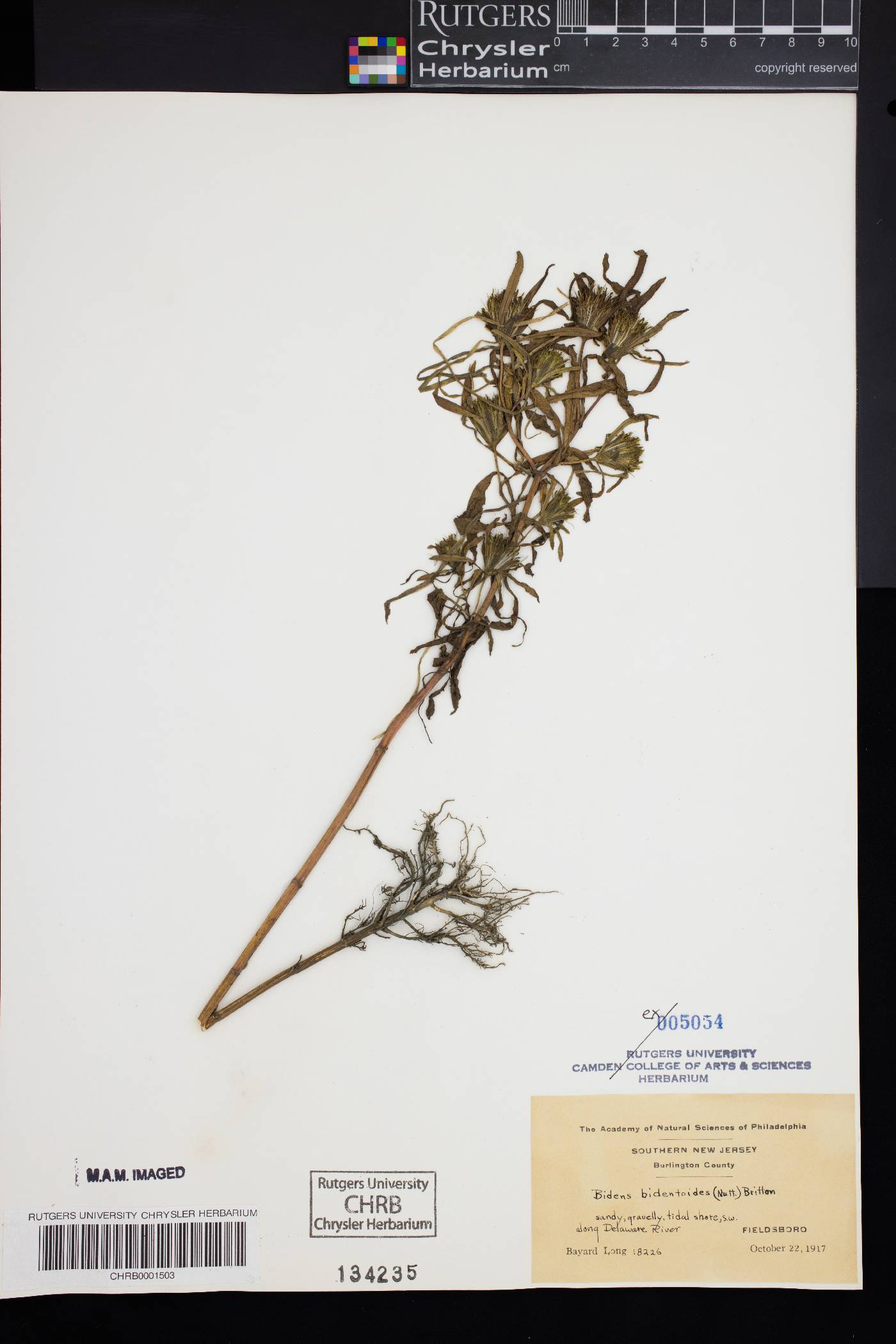 Bidens bidentoides image