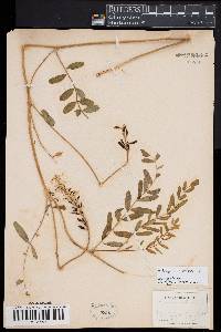 Astragalus canadensis image