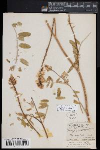 Astragalus canadensis image