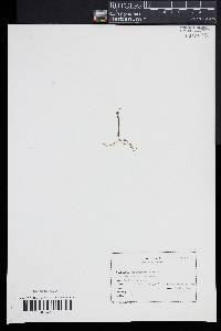 Utricularia gibba image