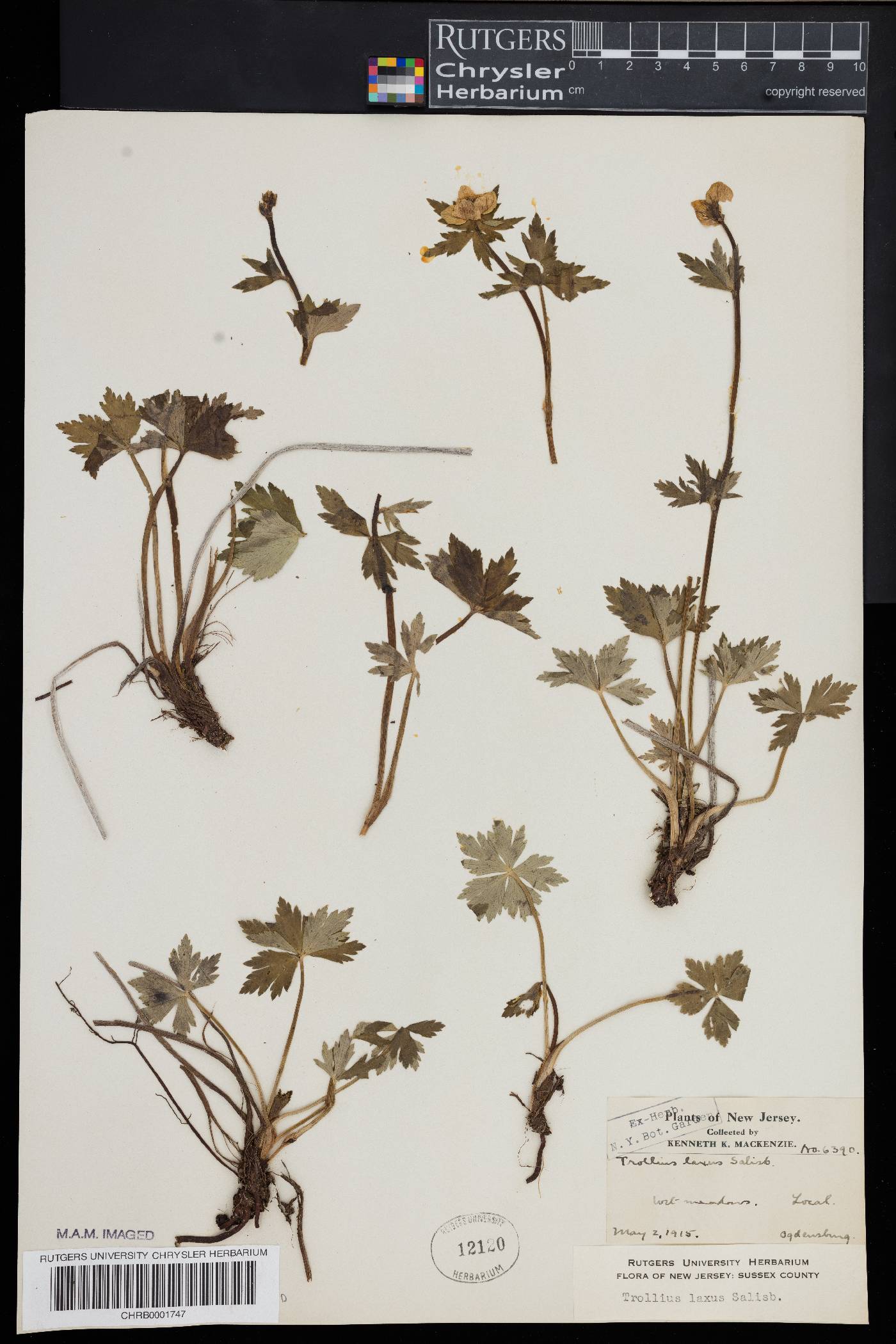 Trollius laxus image