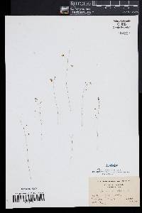 Utricularia gibba image