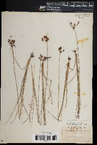 Fimbristylis castanea image