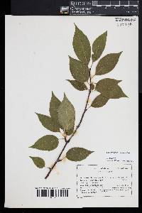 Ilex ambigua image