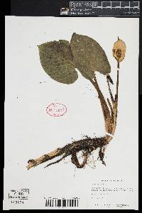 Calla palustris image