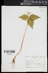 Trillium undulatum image