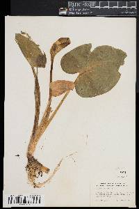 Calla palustris image