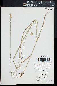 Carex sparganioides image