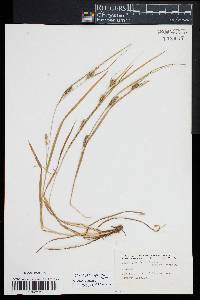 Carex planispicata image