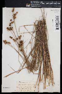 Juncus brachycarpus image