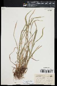 Carex grisea image