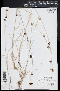 Rhynchospora capitellata image