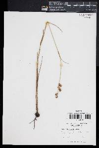 Juncus brachycarpus image