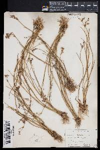 Juncus articulatus image