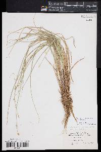 Carex canescens var. disjuncta image