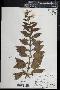 Mimulus alatus image