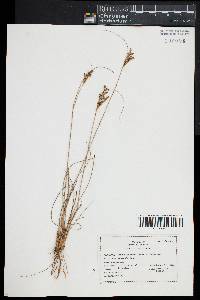 Juncus greenei image