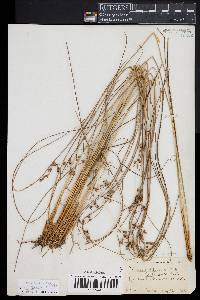 Juncus coriaceus image