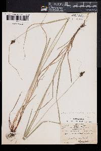 Carex caroliniana image