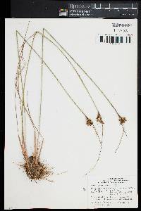 Juncus greenei image