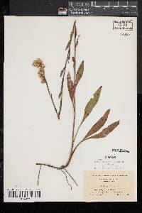 Solidago stricta image