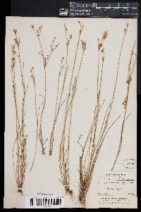 Juncus brevicaudatus image