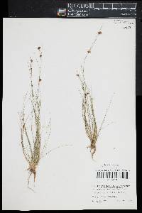 Rhynchospora filifolia image