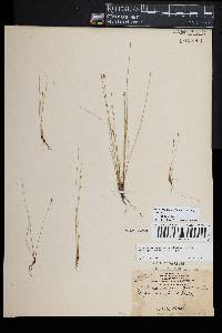 Eleocharis quinqueflora image