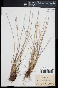 Eleocharis melanocarpa image